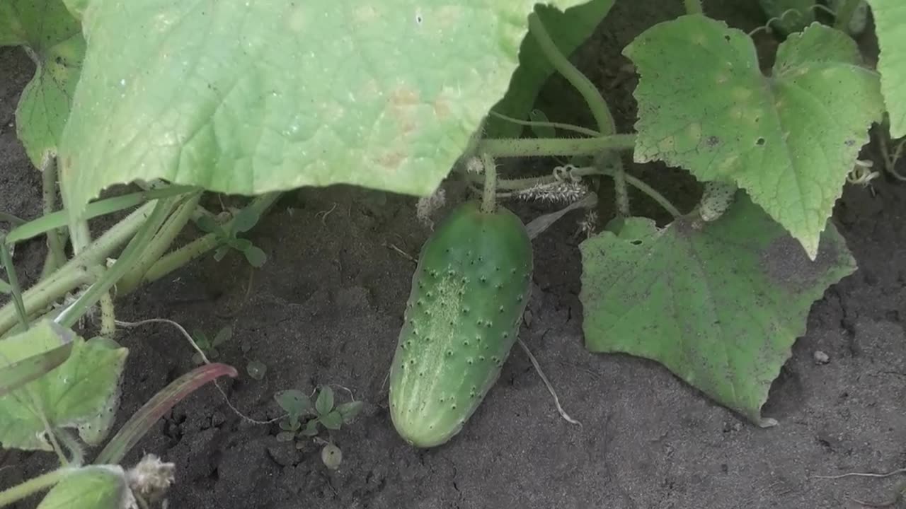 Young cucumber