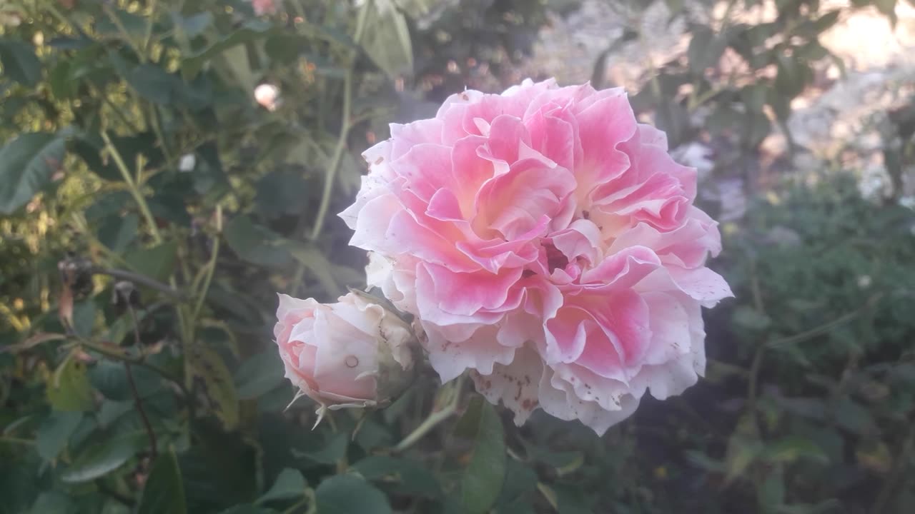 White-pink rose