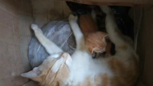 Cat | Funny Animals Videos Funniest Cats And Dogs Videos