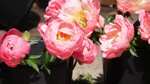 FULL PEONY TOUR: Peony Garden Tour