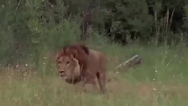 Tiger vs lion fight watch video end