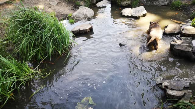 A dog searching for a fry cape appears to be hungry and needs to eat the dog