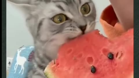 Funny cat video |animal