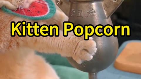 Kitten Popcorn