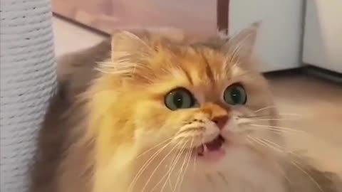 Funny Cat Sounds