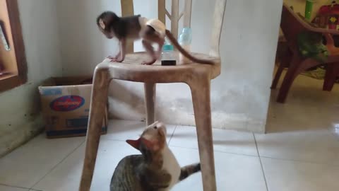 cat jails baby monkey