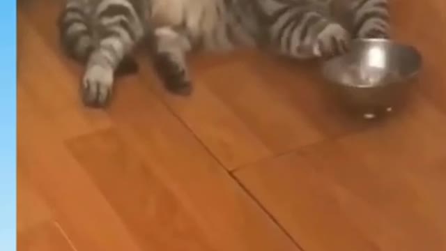 CAT FEARS TO RAT || Funny animals video