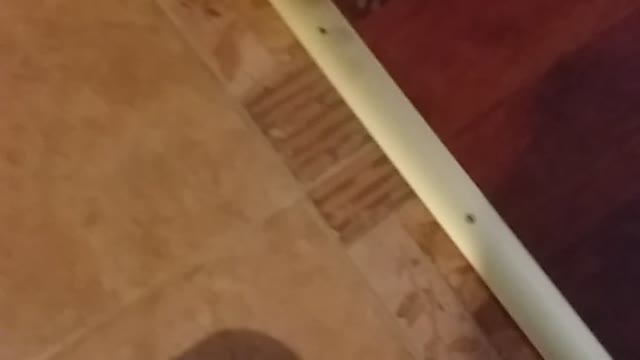 Playing with a cute small dog