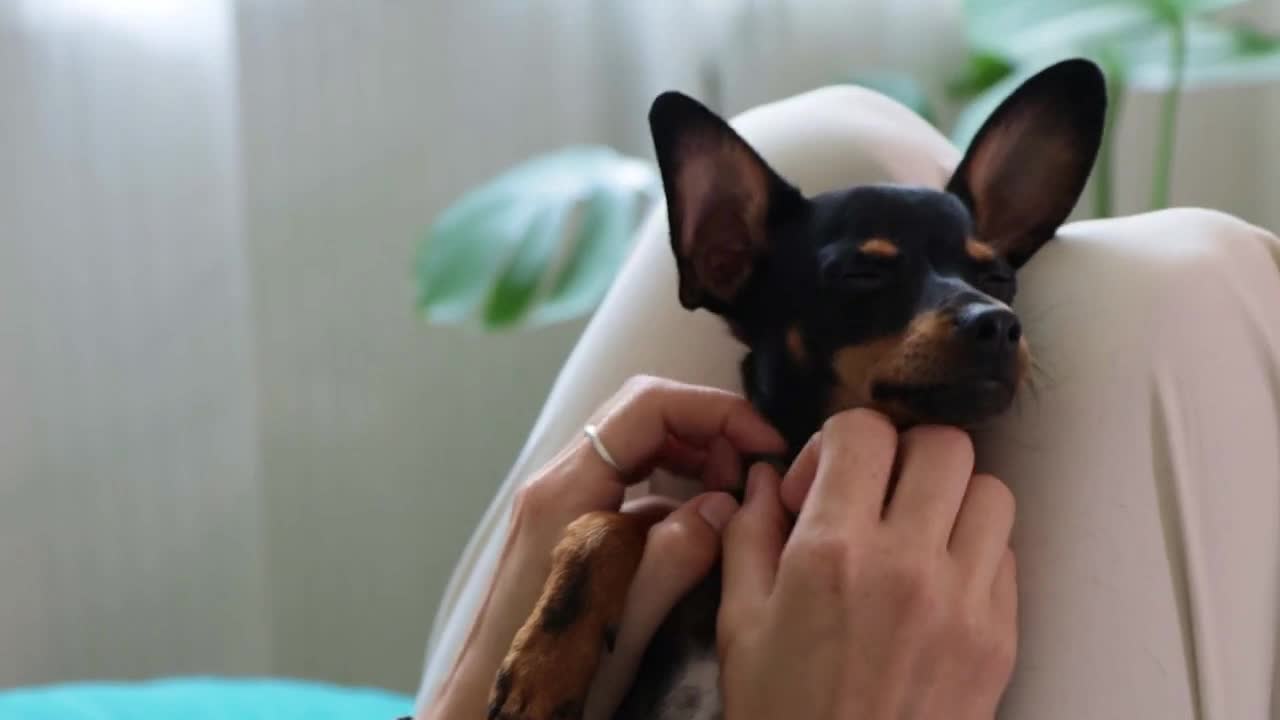 Woman owner is giving massage to a cute dog lie at her leg