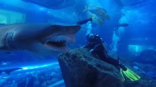 close encounter with a shark.