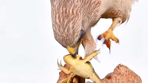 Nature Love With eagle 🦅