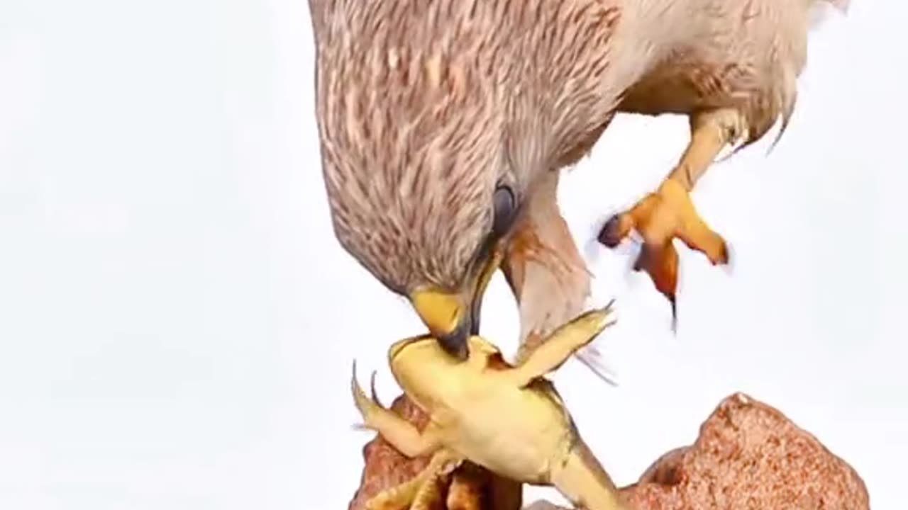 Nature Love With eagle 🦅