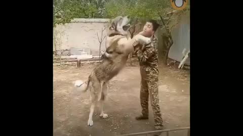 Amazing Dogs🐕🐩 - Trained dogs Videos Compilation