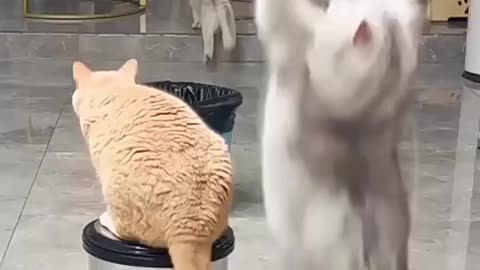 Funny🤣 🐱cats cats funny