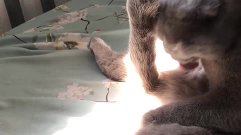 Cat is Passionate About Washing its Tail