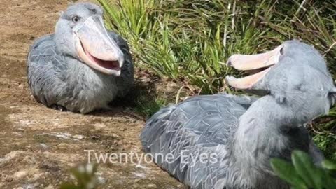 Shoebill pre historic looking bird