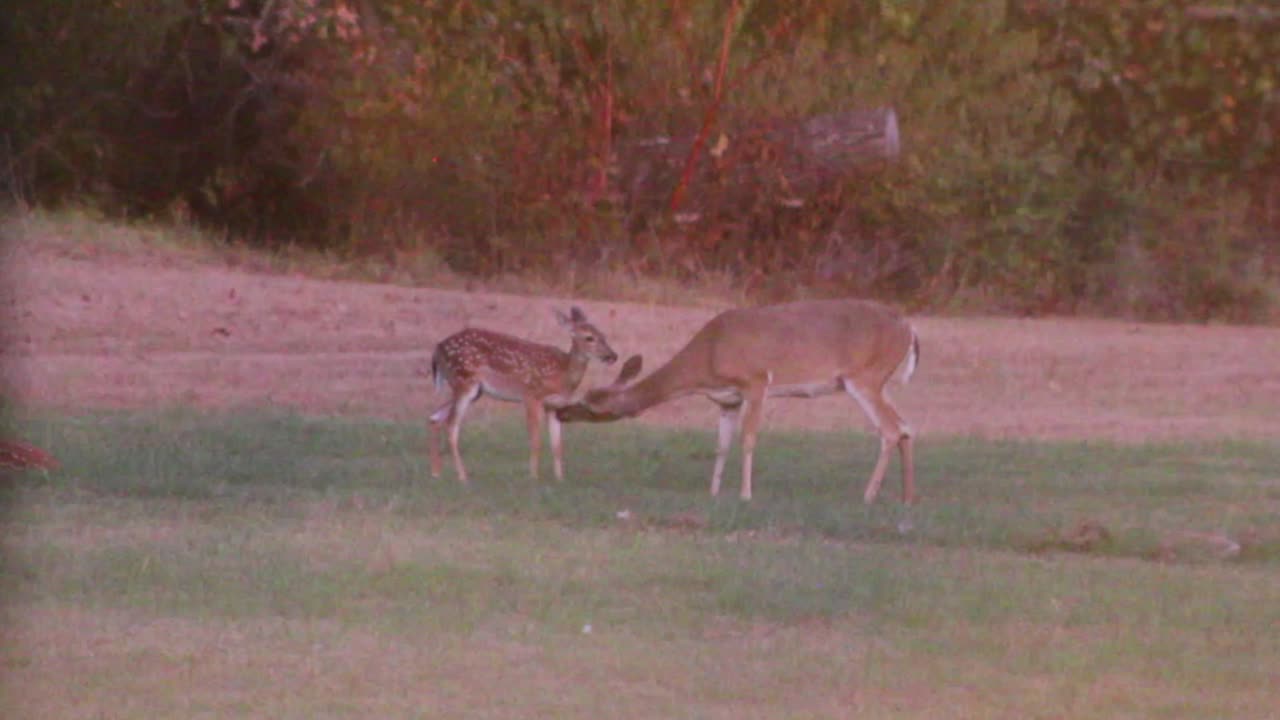 Texas Deer Cam Weekly, 8/25/23