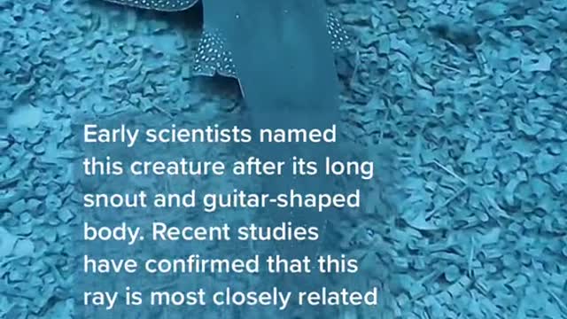 Meet the Shovelnose Guitarfish 🎸🔥(🎥