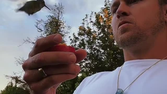 Feeding hummingbirds