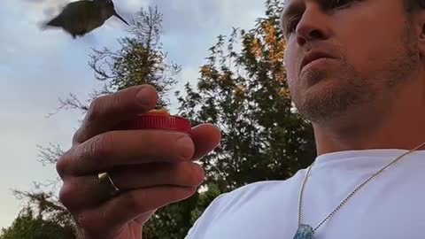 Feeding hummingbirds