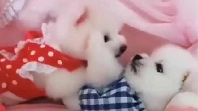 Funniest Cats and Dogs - Best Of The 2022 Funny Animals Videos