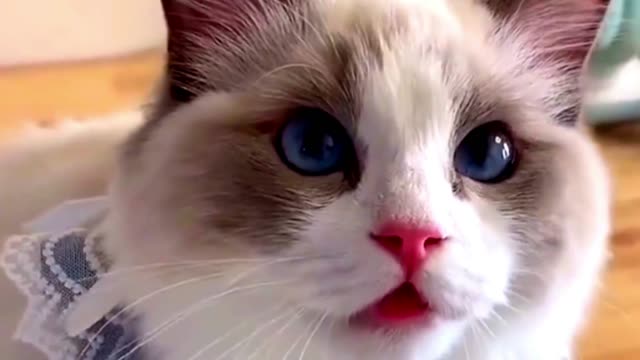 Cat // Cats Different Sound // Funny Cats // Cats are Friendly