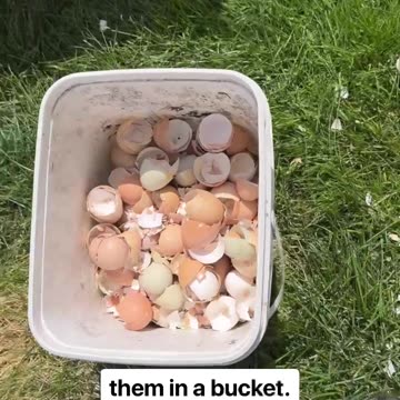 Chicken Eggshells