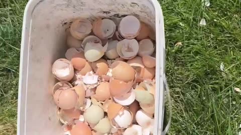 Chicken Eggshells