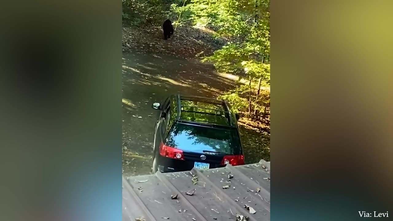 SUPER FUNNY ANIMAL VIDEO 2023