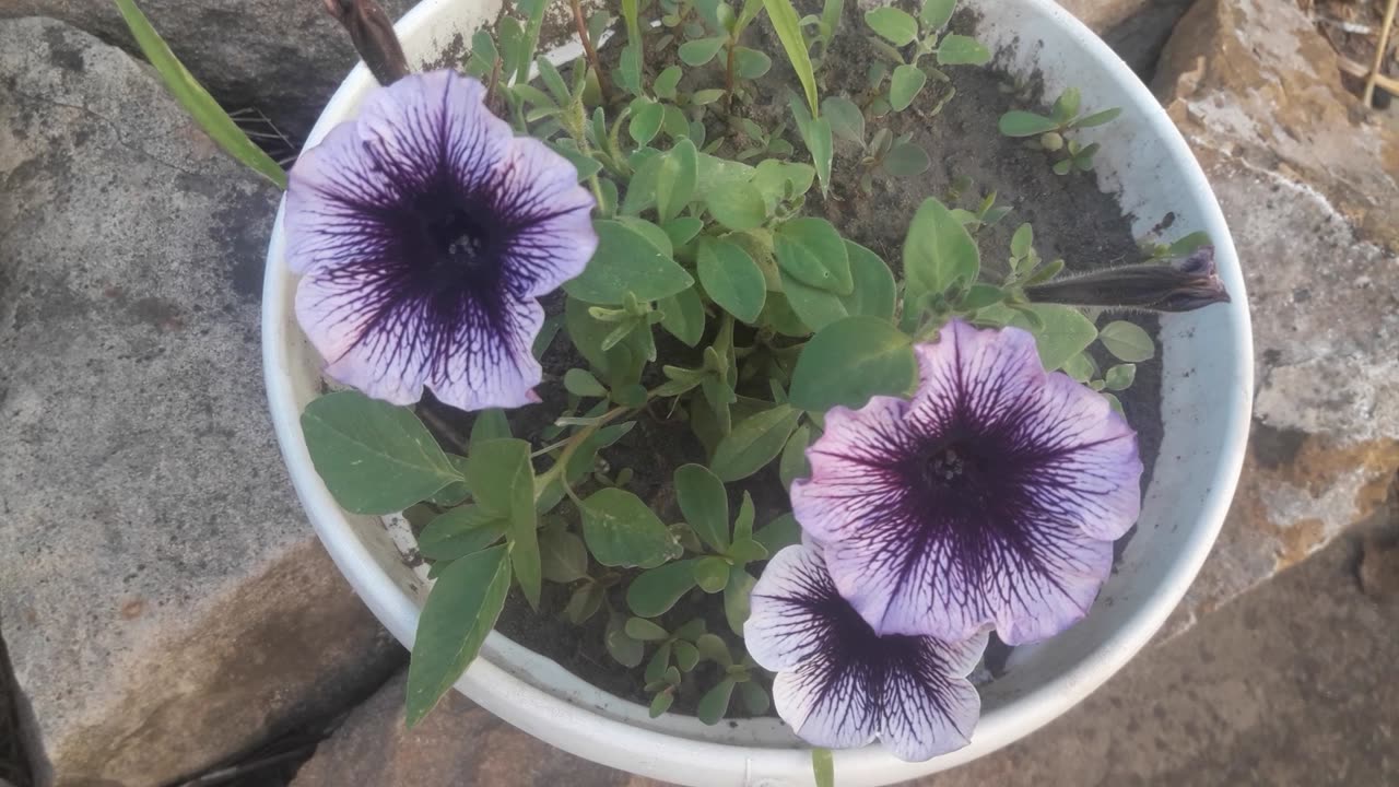 Purple petunia