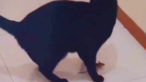 TOM & JERRY REAL