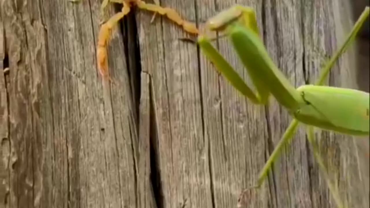 Mantis VS Scorpion