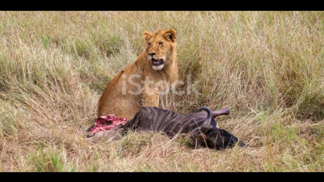 The Lion And The Mouse