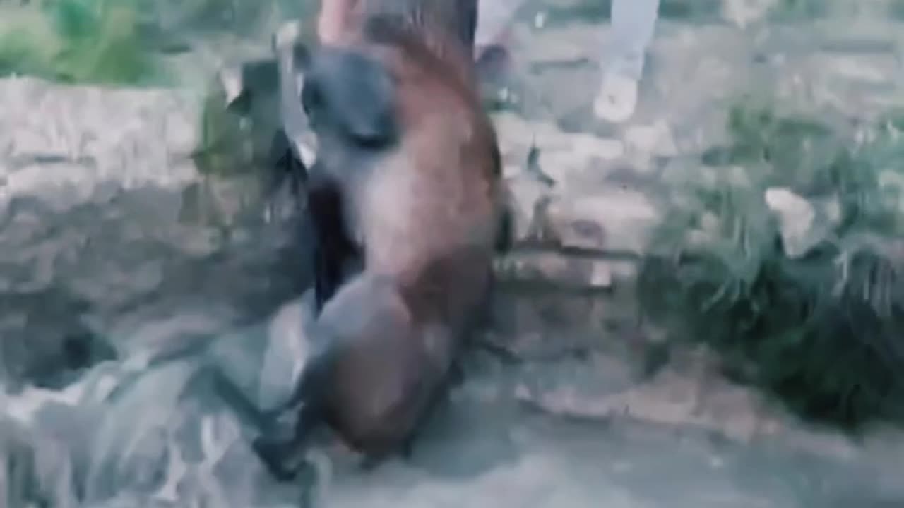 Mujhe Naee Jindgi Dene Wale,Tera Shukriya , Watch Till End