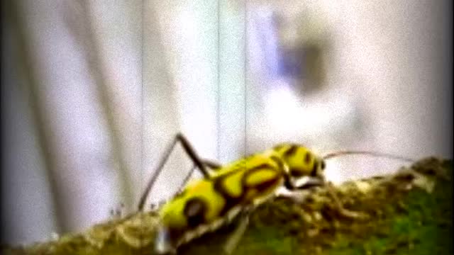 yellow beetle