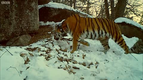 Siberian Tiger Kill | Operation Snow Tiger | BBC Earth