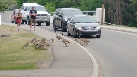 Wildlife crossing road