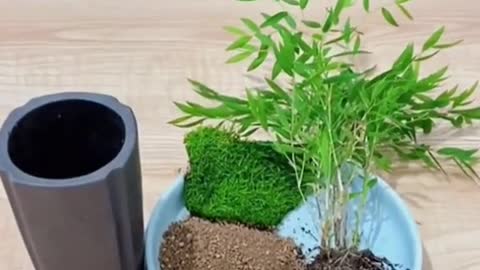 Simple green