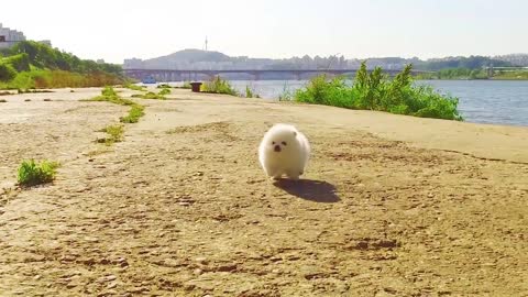 Taza de té cachorro, pomerania blanca, cachorro video