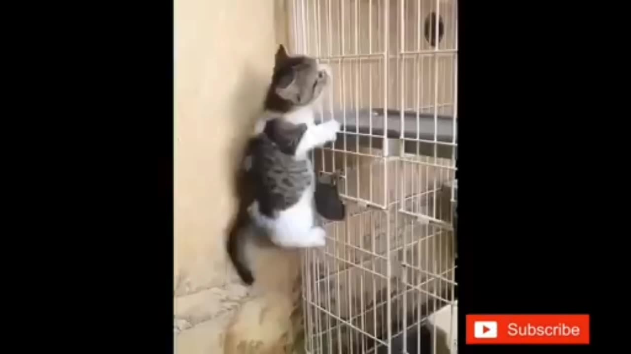 Cute cat walk on vcage without any support