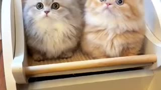 Heart melting cuties 🥰