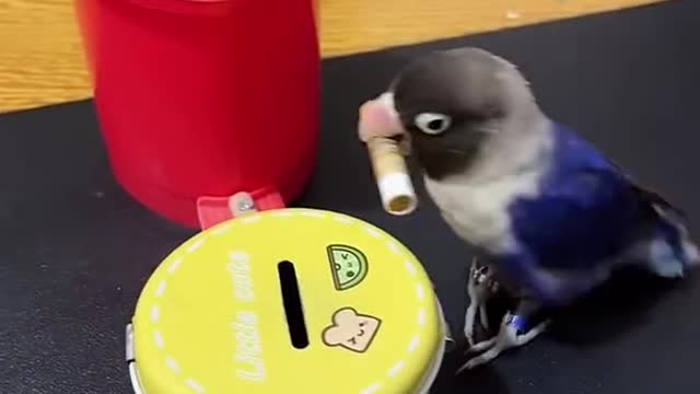 ×Smart Parrot Video | Cute Baby Parrot #Shorts