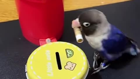 ×Smart Parrot Video | Cute Baby Parrot #Shorts