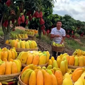 Mangoes 🥭 Fruits Farm ☺️😋