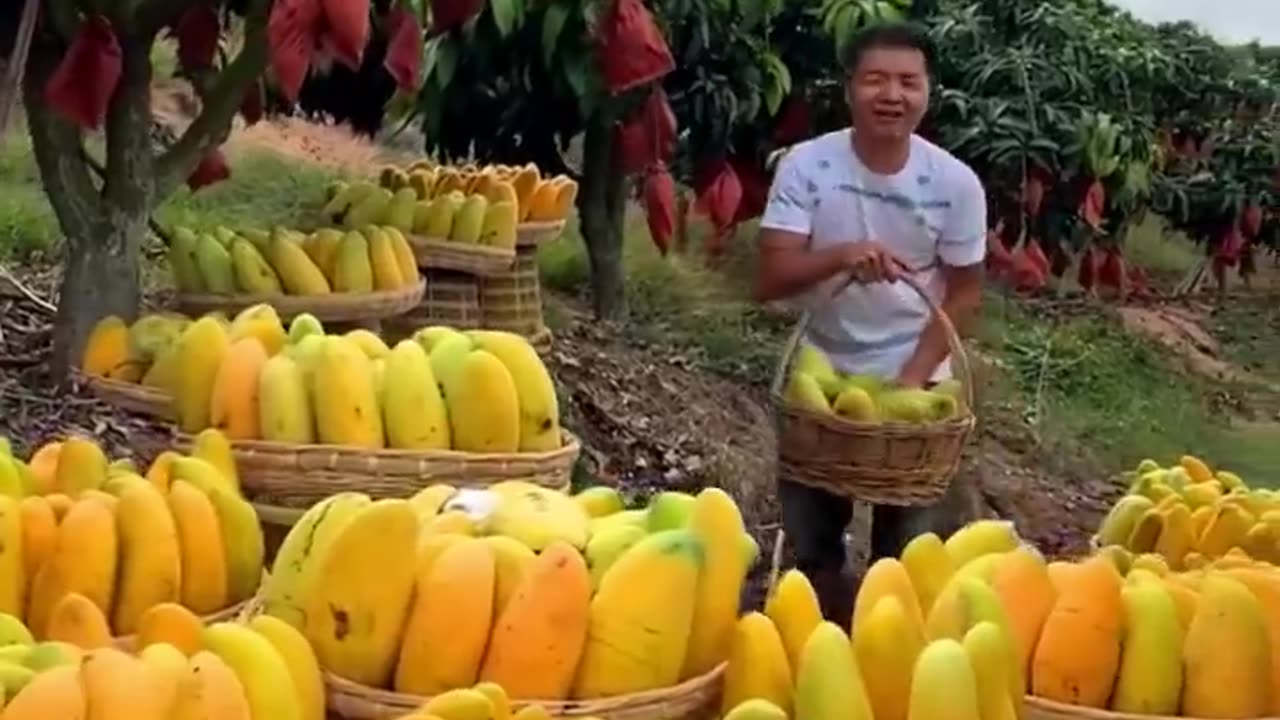 Mangoes 🥭 Fruits Farm ☺️😋