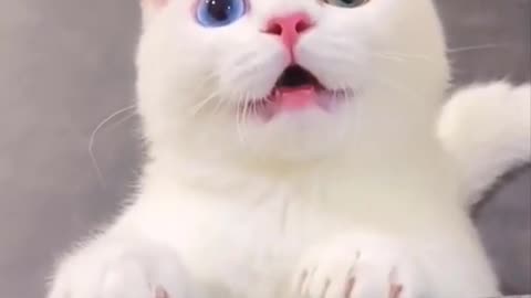 Crazy cat 🤣😺💕