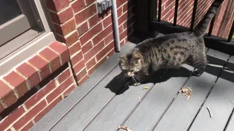 May 9, 2020 - Belle Bells The Cat Checks Out the Deck