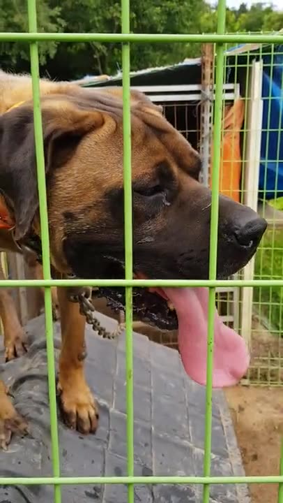 도사견 龍虎 여름나기 (tosa inu)