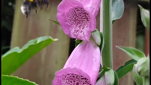 Busy bumblebees