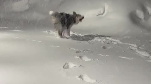 Callie Catches the Snow